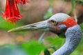 Brolga Bird Auckland