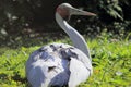 Brolga crane Royalty Free Stock Photo