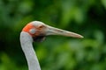 Brolga Crane, Antigone rubicunda, with dark green background. Bird head with gold crest in beautiful evening sun light. Sunset in Royalty Free Stock Photo