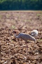 Brolga Crane Bird Antigone rubicunda..standing on Field, Queensland, Australia
