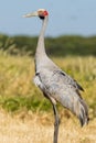 Brolga Crane in Victoria Australia