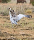 Brolga dancing in outback Australia.