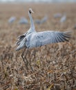 Brolga Royalty Free Stock Photo