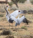 Brolga dancing Royalty Free Stock Photo
