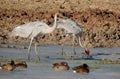 Brolga