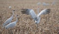 Brolga Royalty Free Stock Photo