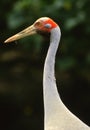 Brolga Portrait Royalty Free Stock Photo