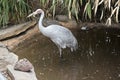 Brolga in wateer Royalty Free Stock Photo