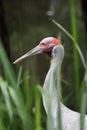 Brolga (Grus rubicunda)