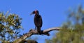Brom bird on a tree with beautiful blue skye Royalty Free Stock Photo