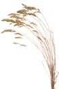 Brome grass