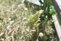 Brome grass Bromus 4