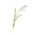 Brome grass. Bromus inermis, botanical drawing. Wild field plant on stem with leaves. Herbaceous flora. Colored flat