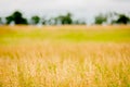 Brome hay field