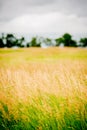 Brome hay field