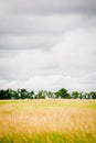 Brome hay field