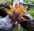 Bromelia Royalty Free Stock Photo