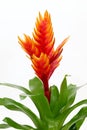 Bromelia.