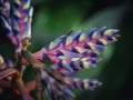 Bromelia Aechmea Blue Rain in close up.