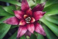 Bromelia, Beautiful colorful flower Royalty Free Stock Photo