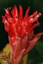 Bromelia Flower Royalty Free Stock Photo