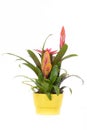 Bromelia flower plant Royalty Free Stock Photo