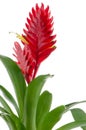 Bromelia Flower Royalty Free Stock Photo