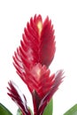Bromelia Flower on white background Royalty Free Stock Photo
