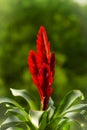 Bromelia flower in the window on a background of greenery