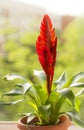 Bromelia flower in the window on a background of greenery