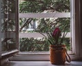 Bromelia flower on a window with sun rays