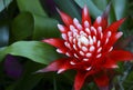 Bromelia flowering plant on a blurred green leaves background.Red Guzmania lingulata flowers in tropical garden.Selective focus.