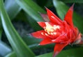 Bromelia flowering plant on a blurred green leaves background.Red Guzmania lingulata flowers in tropical garden.Selective focus.