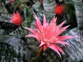 Bromelia Flowers Royalty Free Stock Photo