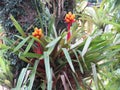 Bromelia Flowers fixed on tree