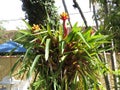 Bromelia Flowers fixed on tree