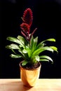 Bromelia in a golden pot Royalty Free Stock Photo