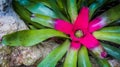 Bromelia in the greenhouse