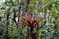 Bromelia growing on tree in Las Quebradas Royalty Free Stock Photo