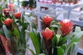 Bromelia Guzmania, flower with red petals and green leaves. Family Bromeliaceae. Sale in store