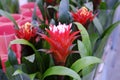 Bromelia Guzmania, flower with red petals and green leaves. Family Bromeliaceae. Sale in store