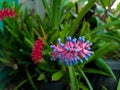 Bromelia Indonesian unique flowers nature