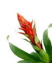 Bromelia Jungle Star Royalty Free Stock Photo