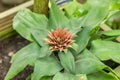 Bromelia marmorata in bloom