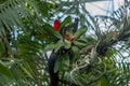 Bromelia marmorata in a tree in a forest Royalty Free Stock Photo