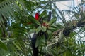 Bromelia marmorata in a tree in a forest