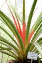 Bromelia plant Royalty Free Stock Photo