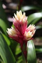 Bromelia Plant Royalty Free Stock Photo