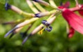 Bromelia plant, close up photography, tropical flora with green background Royalty Free Stock Photo