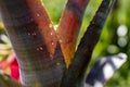 Bromelia plant, close up photography, tropical flora with green background Royalty Free Stock Photo